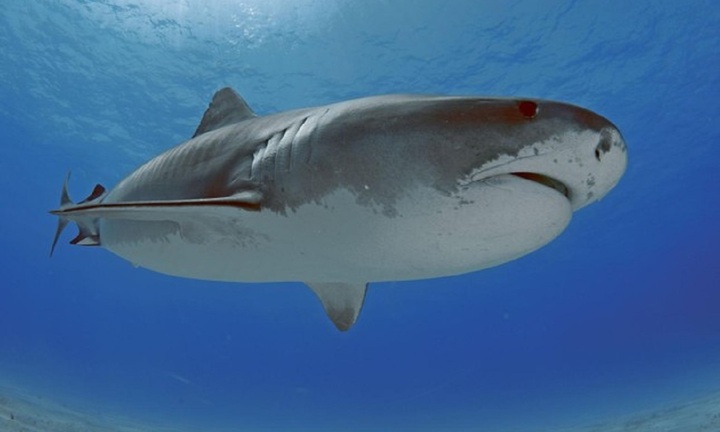 Đoàn phim bị cá mập tấn công, thuyền nổ tung trên biển