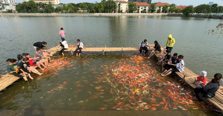 Ngất ngây sắc màu của đàn cá Koi ở Hồ Tây