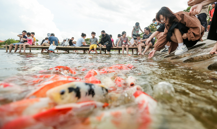 Người dân kéo đến trải nghiệm tại hồ cá Koi lớn nhất Hà Nội