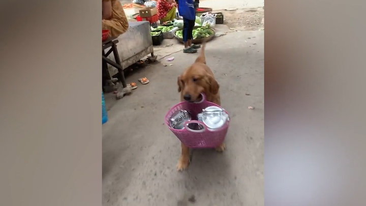 Chó cưng mang giỏ đi chợ giúp chủ 