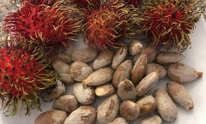 Hóc hạt chôm chôm bé 5 tuổi ở Bình Định tử vong, bác sĩ khuyến cáo