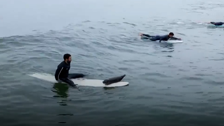 Hải cẩu con trèo lên ván người lướt sóng ngoài khơi bờ biển Mỹ