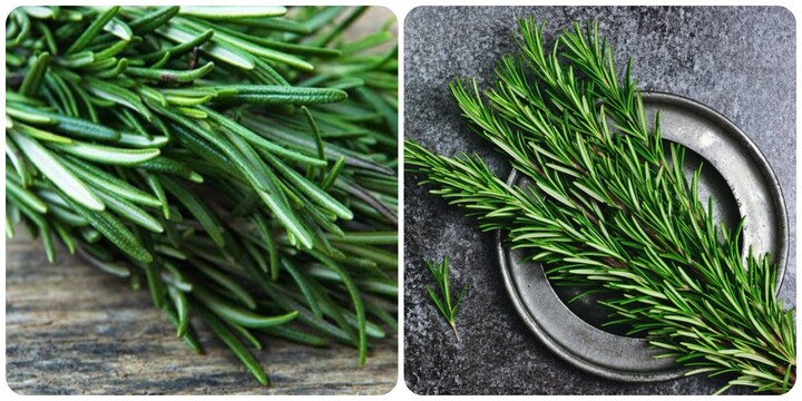 Cây hương thảo có tác dụng gì?