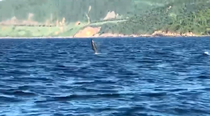 Đàn cá heo bơi lội, ‘diễn xiếc’ ở biển Đà Nẵng