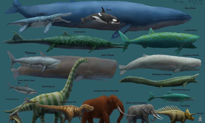 Những loài động vật có thể lớn tới đâu?