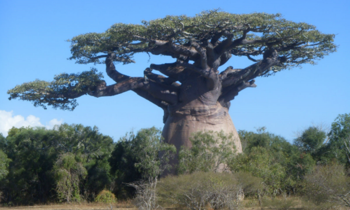 Loài cây kỳ bí có thể trữ 2 tấn nước, đủ cho 4 người dùng trong nửa năm