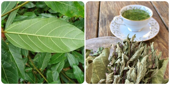 Uống nước lá sung có tốt không?