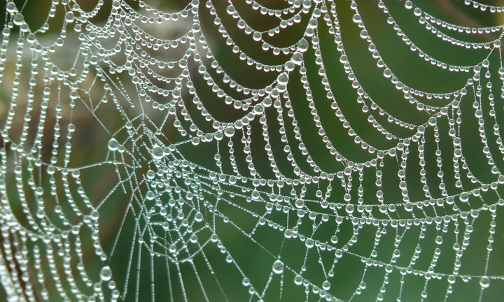 Vì sao tơ nhện bền hơn thép dù rất mỏng manh?