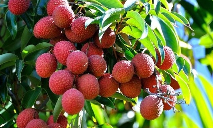 Vải thiều Việt Nam 'đi máy bay' sang khắp thế giới