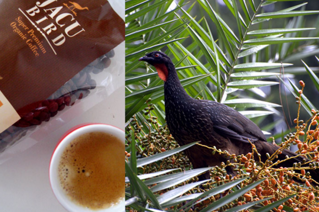 Cà phê phân chim đắt nhất thế giới 