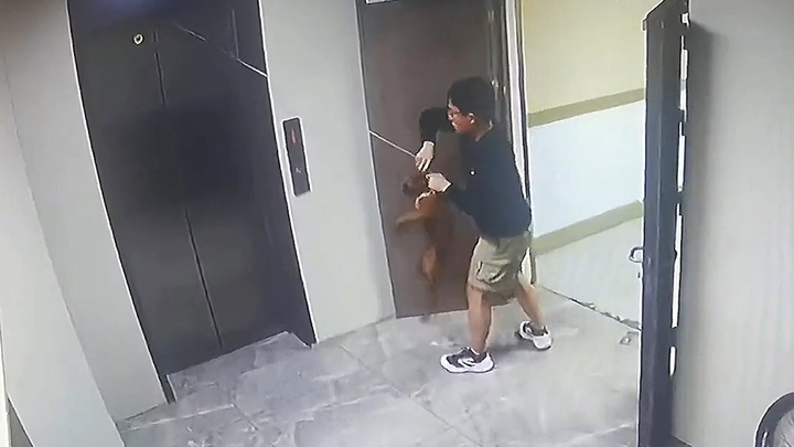 Chú chó bị thang máy nhấc bổng, thanh niên nhanh trí giải cứu