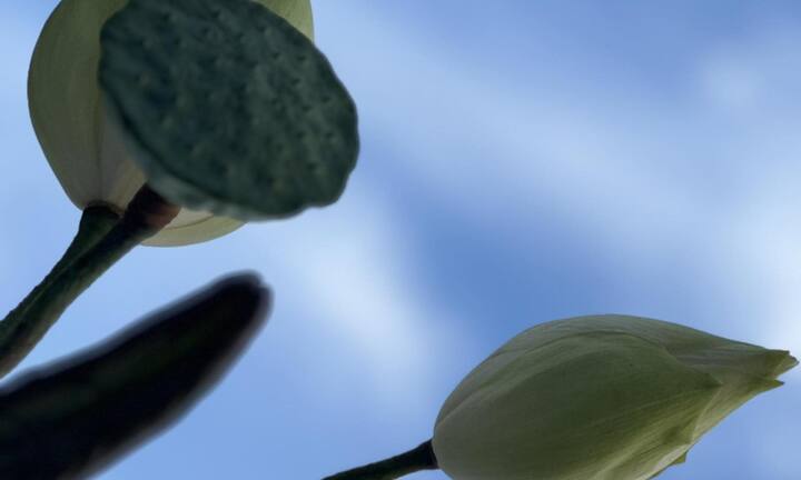 Loài hoa mang may mắn cho ngôi nhà của bạn 