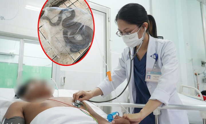 Truyền 10 lọ huyết thanh cứu sống bệnh nhân bị rắn hổ chúa cắn