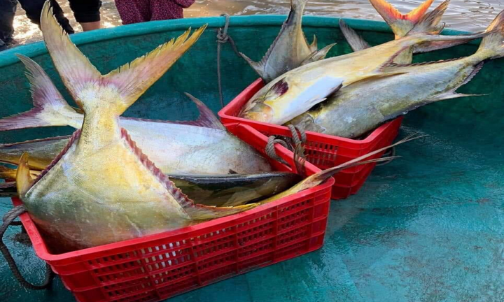 Ngư dân Hà Tĩnh bắt 3 tấn cá vảy vàng, thu 600 triệu đồng sau một đêm ra khơi