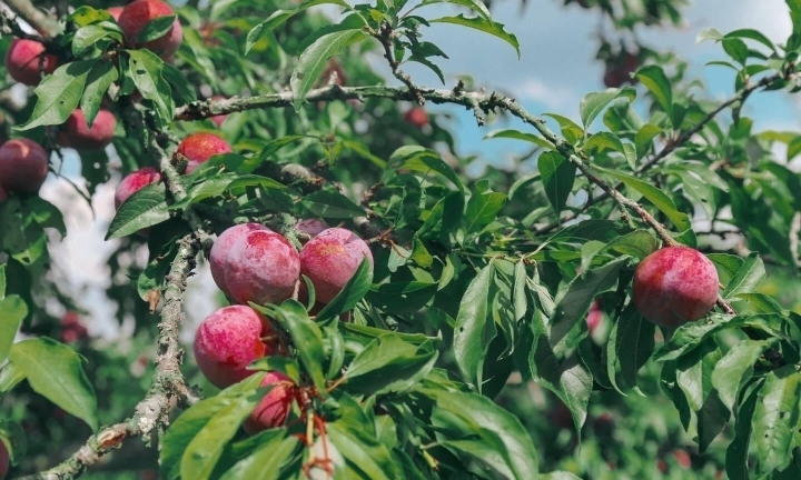 Những lưu ý quan trọng khi ăn quả mận