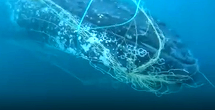 Giải cứu cá voi lưng gù khỏi lưới ngoài khơi Australia