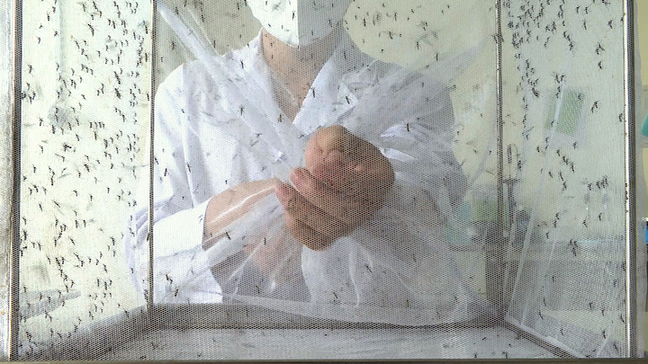 Lạ lùng nghề ngồi im cho hàng trăm con muỗi hút máu, nuôi muỗi như 'chăm trẻ'