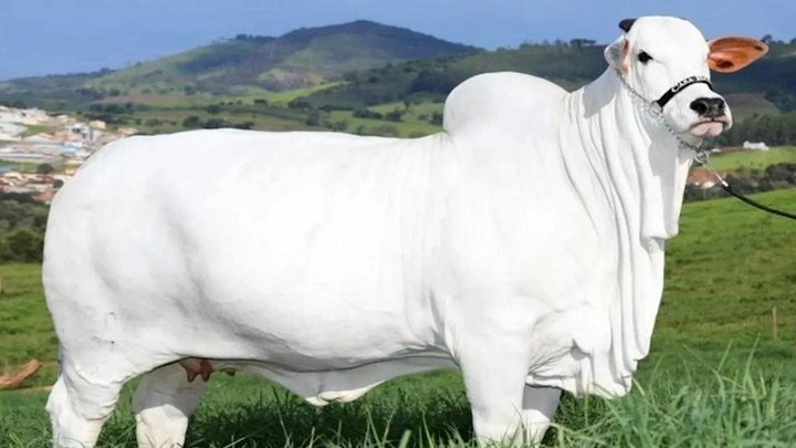 Ngắm bò trắng đắt nhất thế giới
