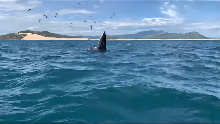 Khoảnh khắc cặp cá voi xuất hiện ở biển Đề Gi 