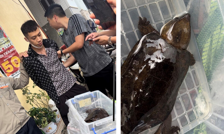 Khởi tố thanh niên bắt được rùa đầu to ở suối rồi đem bán ở Quảng Ninh