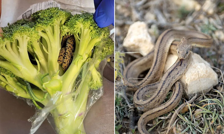 Mở tủ lạnh thấy rắn ngoe nguẩy, ông chủ không ngờ chính mình mang nó từ siêu thị về nhà