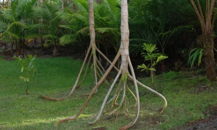 Loài cây duy nhất trên thế giới có thể 'đi bộ': Rễ cao bất thường, đi được 20m/năm?