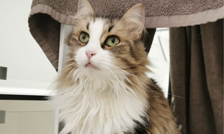 Lái tàu cố tình cán chết mèo cưng của khách, hãng đường sắt quốc gia Pháp bị kiện