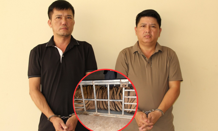 Bắt giữ 2 người đàn ông vận chuyển con hổ nặng 235kg