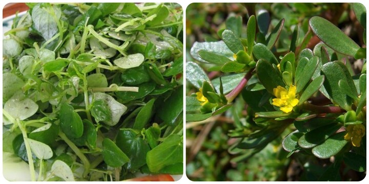 5 loại rau mọc dại ở khắp vùng quê Việt Nam, được thế giới săn lùng gọi là 'rau trường thọ'