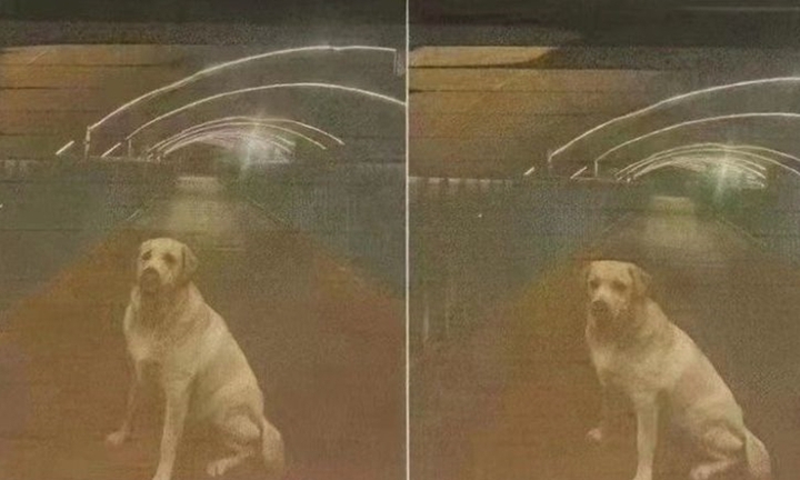 Treo thưởng 32 tỷ đồng tìm chó lạc, sự thật sau đó khiến dân mạng tức điên