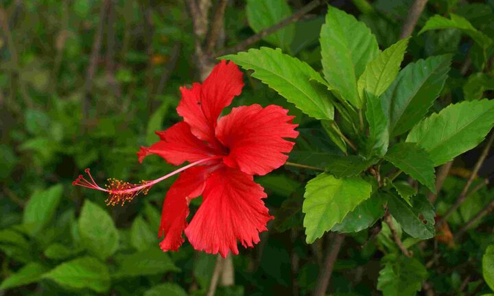 Uống nước lá dâm bụt có tác dụng gì?