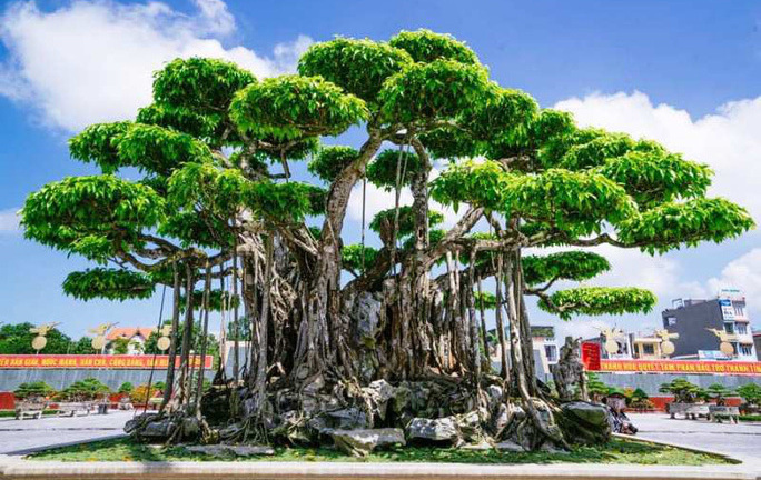 3 cây cảnh đắt nhất Việt Nam, giá thành khiến dân chơi choáng váng