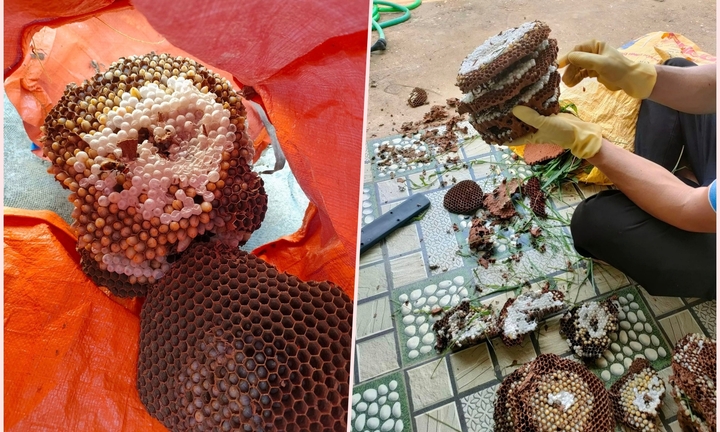 Kiếm bạc triệu mỗi ngày dễ như trở bàn tay nhờ mùa săn ong rừng lấy nhộng