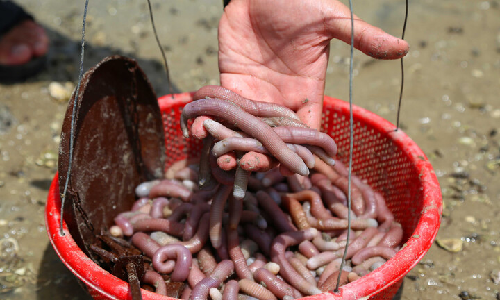 Miệt mài đào 'mì chính nhà giàu', chị em phấn khởi kiếm tiền triệu mỗi ngày