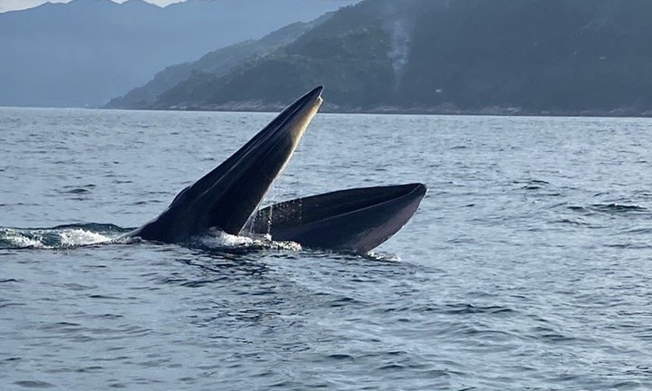 Khoảnh khắc cặp cá voi xuất hiện trên biển Vũng Rô - Phú Yên