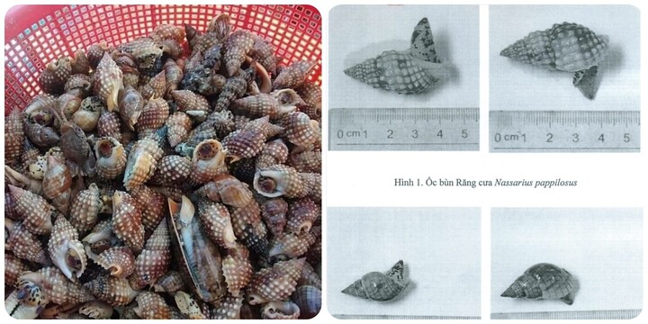 Những loại ốc không nên ăn