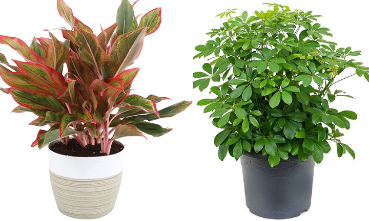 10 cây phong thủy hợp với gia chủ mệnh Hỏa