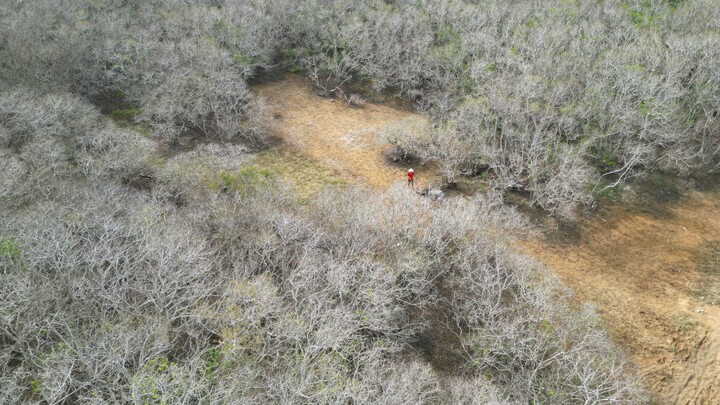 Chiêm ngưỡng mùa lá rụng ở rừng ngập mặn duy nhất vùng đầm phá Tam Giang