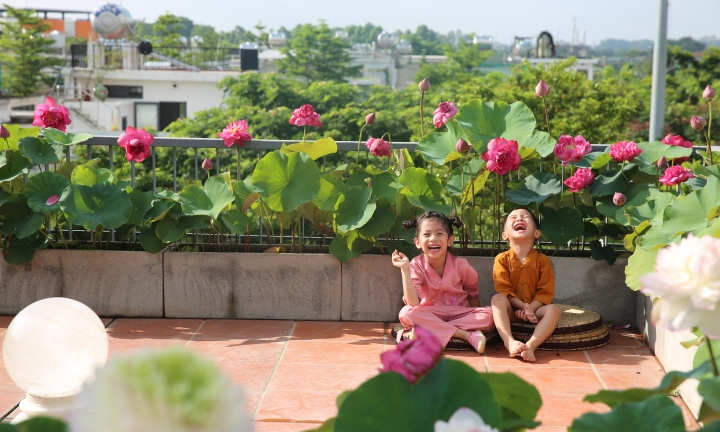 Người phụ nữ Hà Nội biến sân thượng thành vườn sen đẹp như mơ