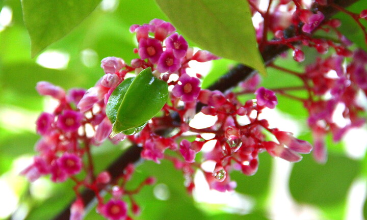 5 loại hoa quen thuộc trong vườn là 'vựa thuốc quý'