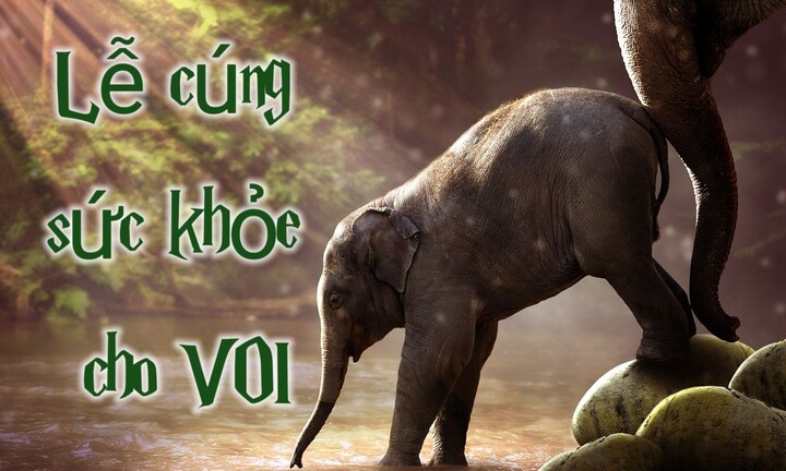 Lễ cúng sức khỏe cho voi ở Tây Nguyên