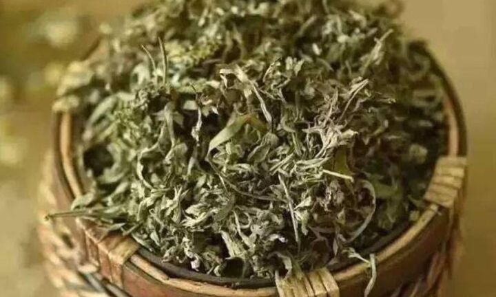 Vì sao lá ngải cứu phơi khô được ví như thần dược?