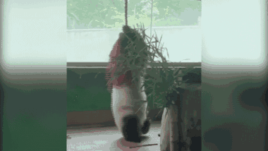 Gấu trúc trình diễn 'yoga trên không' 