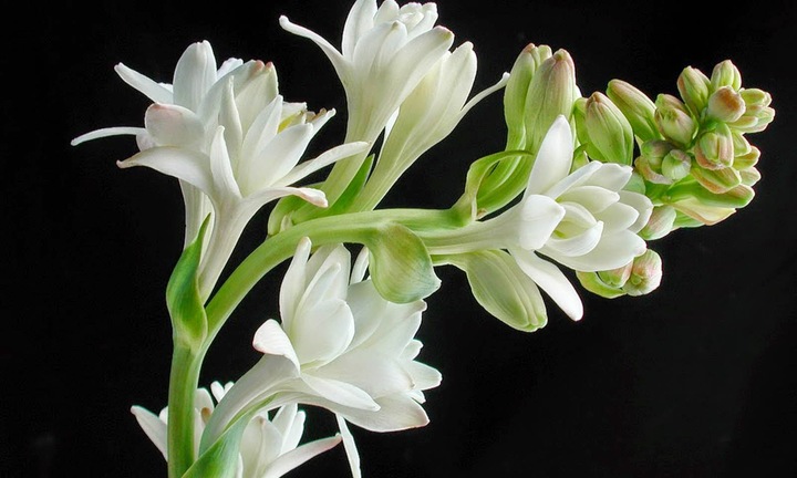 Hoa huệ có ăn được không?