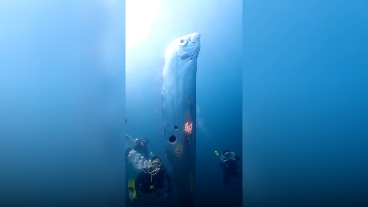 Thợ lặn bơi cùng con cá khổng lồ có những lỗ thủng lớn trên cơ thể