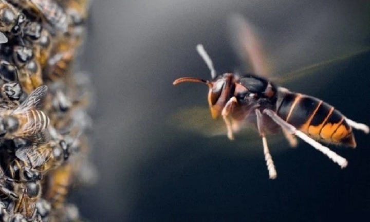 Người đàn ông nguy kịch vì bị ong vò vẽ đốt