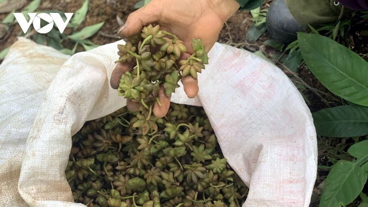Bộ NN&PTNT kiến nghị tạm giữ lô hàng hoa hồi tại cảng của UAE