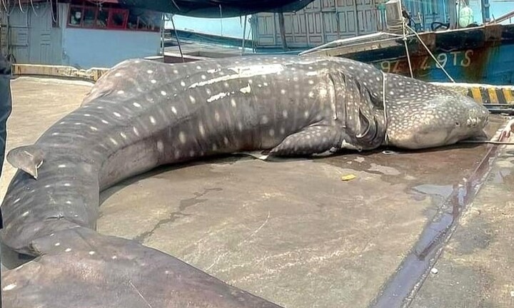 Cá voi nhám nặng gần 2,5 tấn chết ở bờ biển Nghệ An