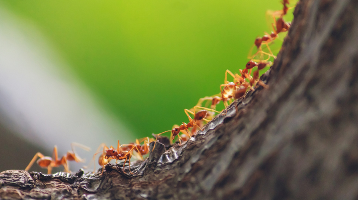 Kiến bò hàng đàn vào nhà là xấu hay tốt?