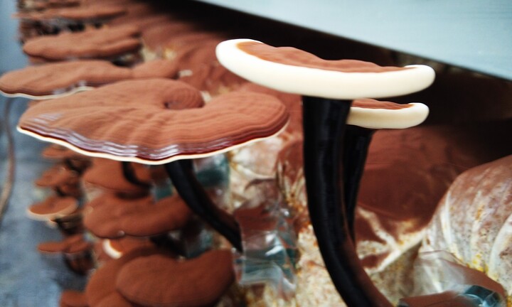 Phát hiện nấm quý hiếm Quế Linh Chi và nuôi trồng thành công